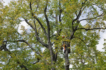 Choosing the Right Tree Removal Services