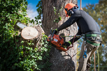 Why You Should Hire a Tree Service Company
